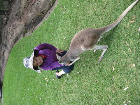 Port Stephens Day Tour With Dolphin Watching, Sandboarding & Australian Wildlife - Accommodation Bookings 20