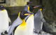Sydney Attraction Pass: Darling Harbour Experience Ticket - thumb 1