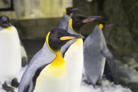 Sydney Attraction Pass: Darling Harbour Experience Ticket - Accommodation Bookings 1