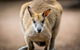 Blue Mountains Nature And Wildlife Day Tour From Sydney - thumb 18