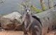 Blue Mountains Nature And Wildlife Day Tour From Sydney - thumb 10