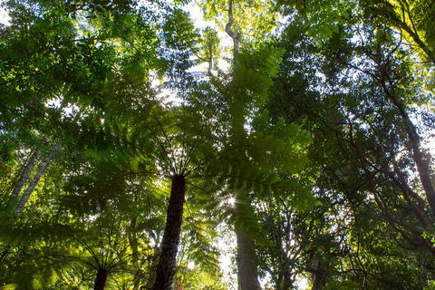 Blue Mountains Nature And Wildlife Day Tour From Sydney - Accommodation Bookings 31