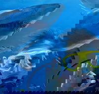 Shark Dive Xtreme at SEA LIFE Sydney Aquarium - Accommodation Bookings