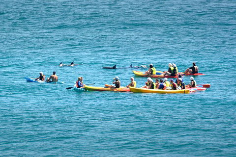 The Byron Bay Sea Kayak Tour - Accommodation Bookings 12