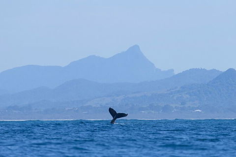 The Byron Bay Sea Kayak Tour - Accommodation Bookings 10