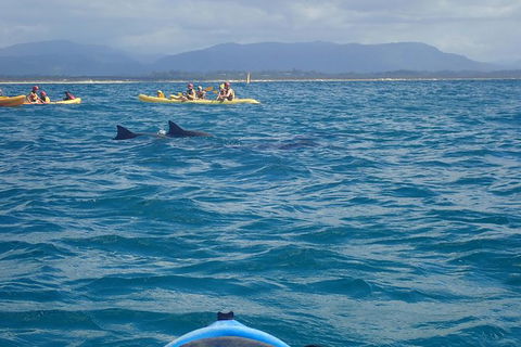The Byron Bay Sea Kayak Tour - Accommodation Bookings 4