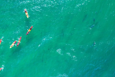 The Byron Bay Sea Kayak Tour - Accommodation Bookings 5