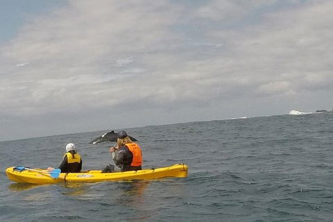 The Byron Bay Sea Kayak Tour - Accommodation Bookings 6