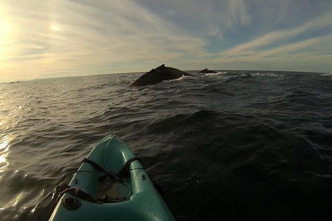 The Byron Bay Sea Kayak Tour - Accommodation Bookings 3