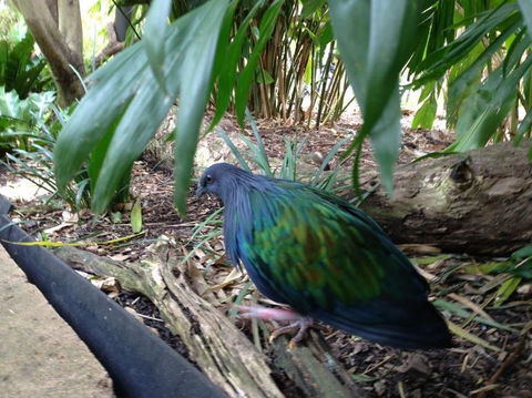 Sydney Taronga Zoo General Entry Ticket - Accommodation Bookings 18