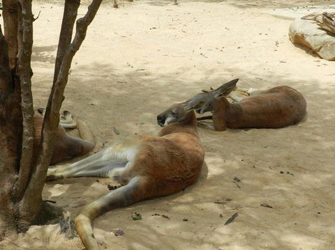 Sydney Taronga Zoo General Entry Ticket - Accommodation Bookings 14