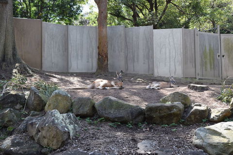 Sydney Taronga Zoo General Entry Ticket - Accommodation Bookings 2