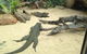 Sydney Taronga Zoo General Entry Ticket - thumb 22