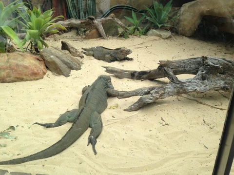 Sydney Taronga Zoo General Entry Ticket - Accommodation Bookings 22