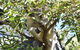 Sydney Taronga Zoo General Entry Ticket - thumb 1