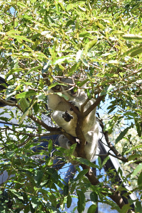 Sydney Taronga Zoo General Entry Ticket - Accommodation Bookings 1