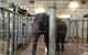 Sydney Taronga Zoo General Entry Ticket - thumb 17