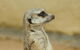 Sydney Taronga Zoo General Entry Ticket - thumb 13