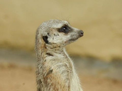 Sydney Taronga Zoo General Entry Ticket - Accommodation Bookings 13