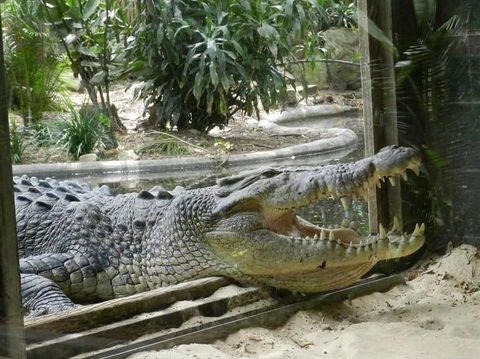 Sydney Taronga Zoo General Entry Ticket - Accommodation Bookings 15
