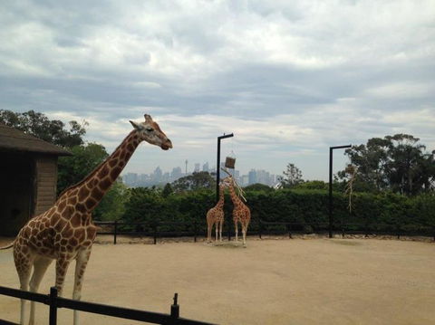 Sydney Taronga Zoo General Entry Ticket - Accommodation Bookings 23
