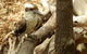 Sydney Taronga Zoo General Entry Ticket - thumb 16