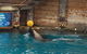 Sydney Taronga Zoo General Entry Ticket - thumb 8