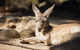 Sydney Taronga Zoo General Entry Ticket - thumb 29