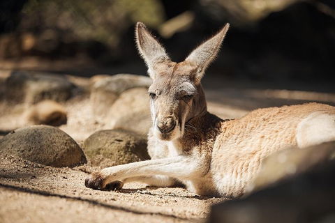 Sydney Taronga Zoo General Entry Ticket - Accommodation Bookings 29
