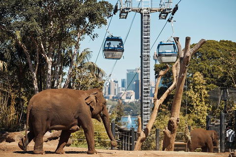 Sydney Taronga Zoo General Entry Ticket - Accommodation Bookings 32