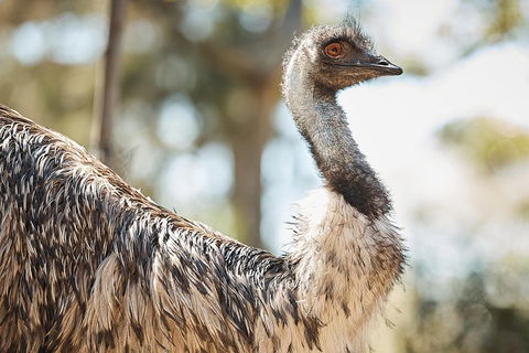 Sydney Taronga Zoo General Entry Ticket - Accommodation Bookings 31