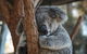 Sydney Taronga Zoo General Entry Ticket - thumb 30