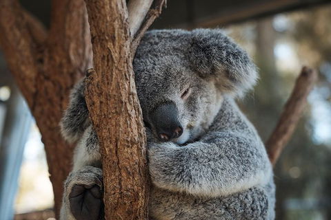 Sydney Taronga Zoo General Entry Ticket - Accommodation Bookings 30
