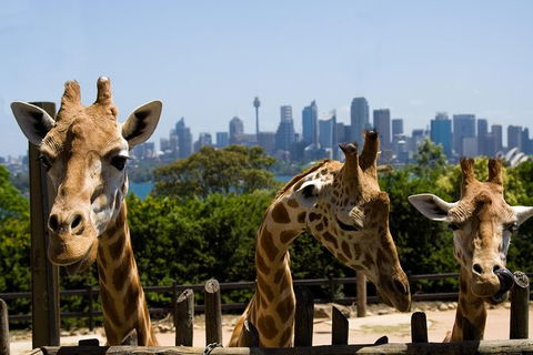 Sydney Taronga Zoo General Entry Ticket - Accommodation Bookings 25