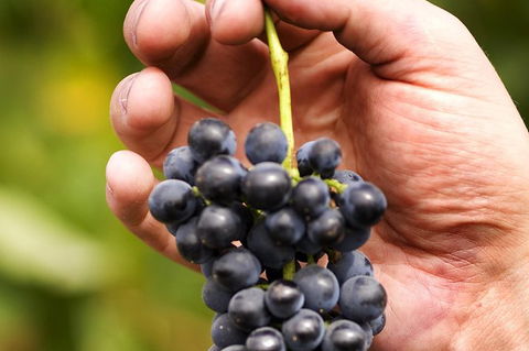 Scenic Hunter Valley Winery Tour With Boutique Wineries & Local Cheese - Accommodation Bookings 5