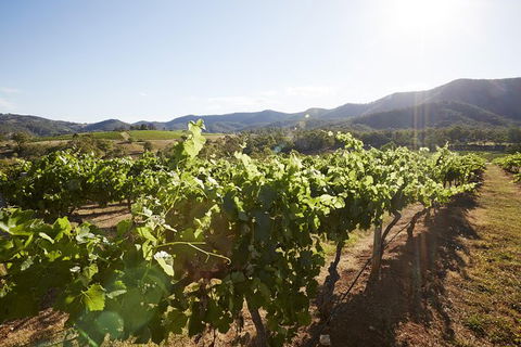 Scenic Hunter Valley Winery Tour With Boutique Wineries & Local Cheese - Accommodation Bookings 6