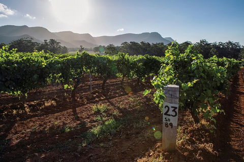 Scenic Hunter Valley Winery Tour With Boutique Wineries & Local Cheese - Accommodation Bookings 9