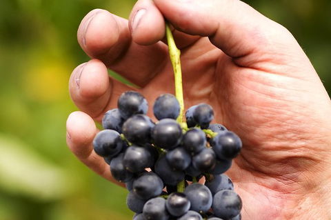 Scenic Hunter Valley Winery Tour With Boutique Wineries & Local Cheese - Accommodation Bookings 8