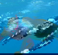3-Hour Sea Turtle Snorkeling Experience in Byron Bay - Accommodation Bookings