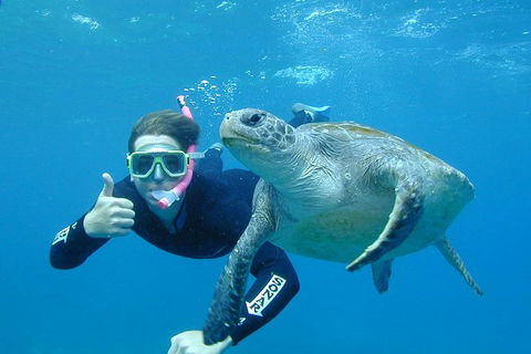 3-Hour Sea Turtle Snorkeling Experience In Byron Bay - Accommodation Bookings 0