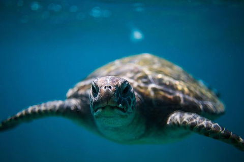 3-Hour Sea Turtle Snorkeling Experience In Byron Bay - Accommodation Bookings 1