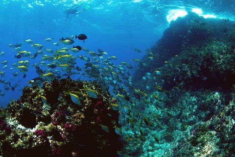 3-Hour Sea Turtle Snorkeling Experience In Byron Bay - Accommodation Bookings 4
