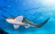 3-Hour Sea Turtle Snorkeling Experience In Byron Bay - thumb 3
