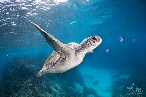 3-Hour Sea Turtle Snorkeling Experience In Byron Bay - Accommodation Bookings 6