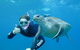 3-Hour Sea Turtle Snorkeling Experience In Byron Bay - thumb 2