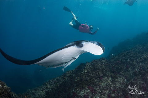 3-Hour Sea Turtle Snorkeling Experience In Byron Bay - Accommodation Bookings 10