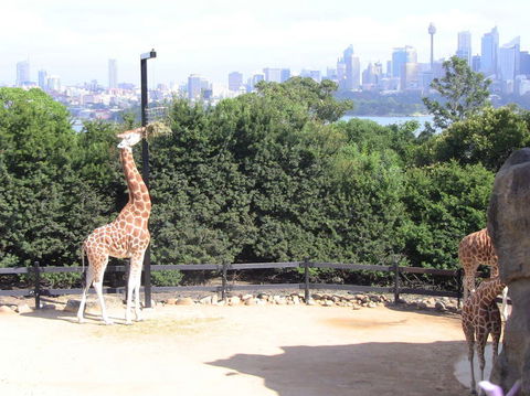 Sydney Harbour Ferry With Taronga Zoo Entry Ticket - Accommodation Bookings 12