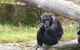 Sydney Harbour Ferry With Taronga Zoo Entry Ticket - thumb 15