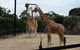 Sydney Harbour Ferry With Taronga Zoo Entry Ticket - thumb 8
