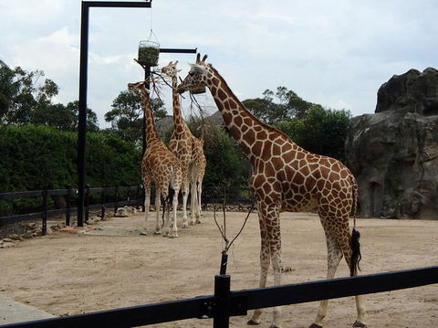 Sydney Harbour Ferry With Taronga Zoo Entry Ticket - Accommodation Bookings 8